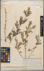 Foto von Salix purpurea L.